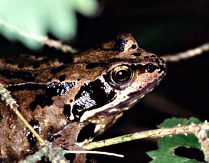 1013CR57-22_Frog